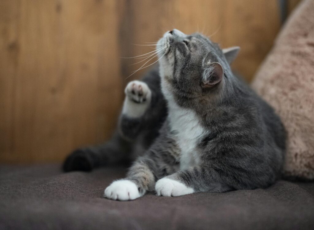 Como Tratar Pulgas em Gatos: Um Guia Prático