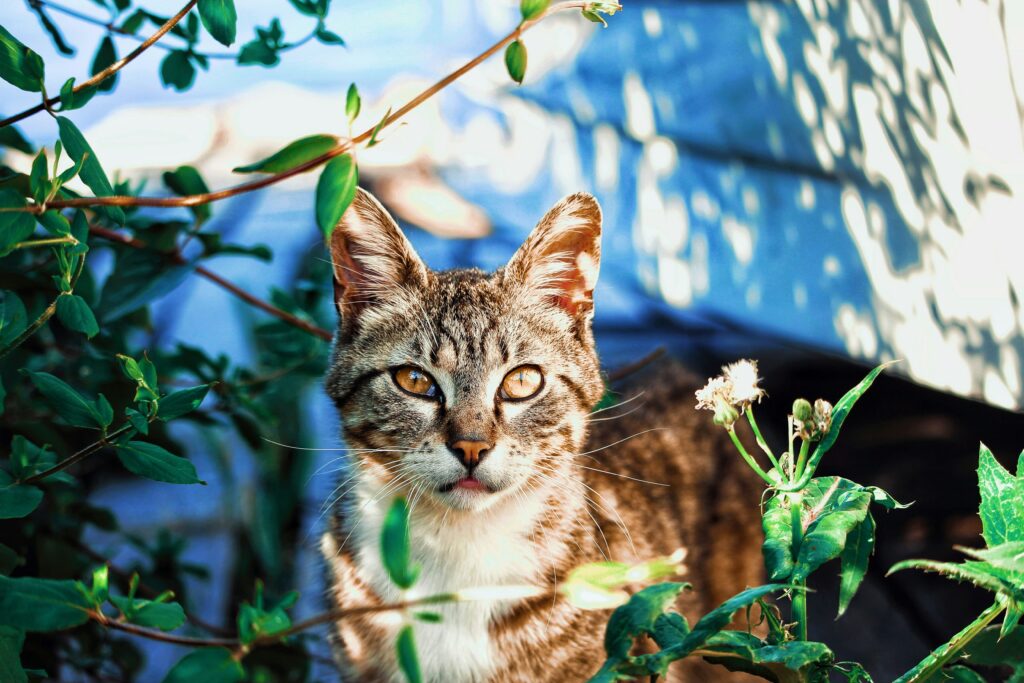 Plantas para Ter e Não Ter Quando Você Tem Gatos