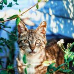 Plantas para Ter e Não Ter Quando Você Tem Gatos