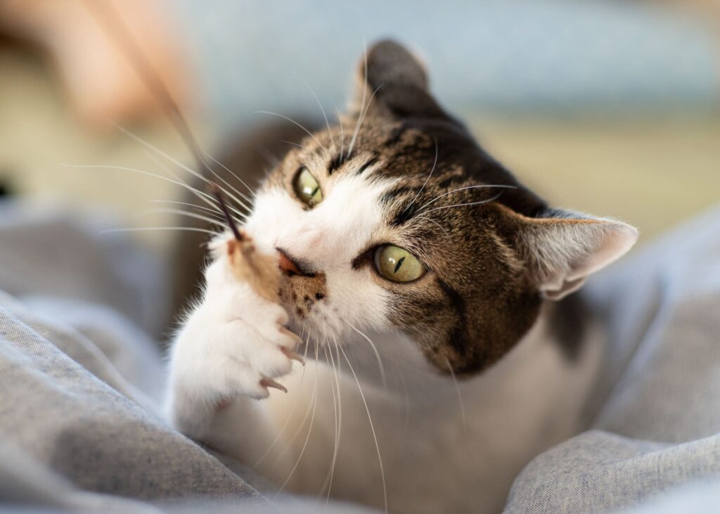 Adoção de Gatos Adultos