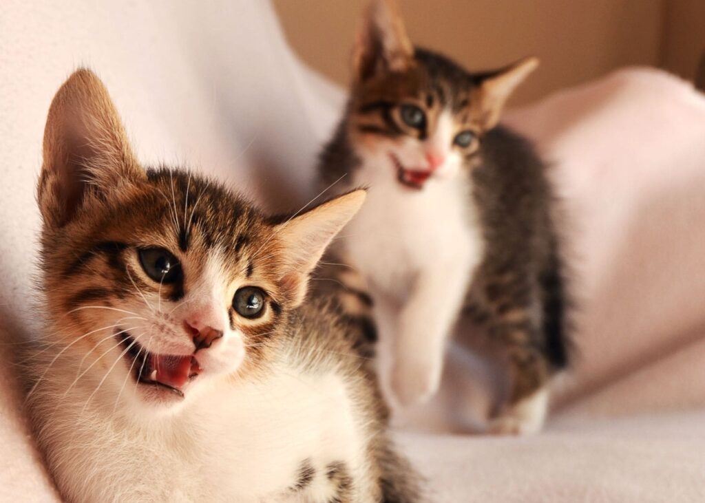 Cuidados essenciais com gatos filhotes