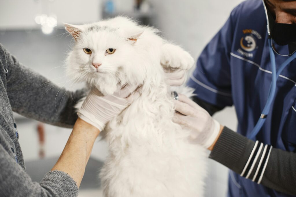 Doenças Comuns em Gatos e Dicas de Prevenção Essenciais