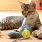 Os Melhores Brinquedos para Gatos Hiperativos em 2024