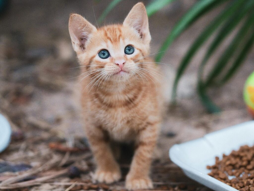 Preparando Seu Lar para Receber um Gato Resgatado