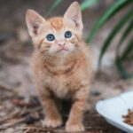 Preparando Seu Lar para Receber um Gato Resgatado