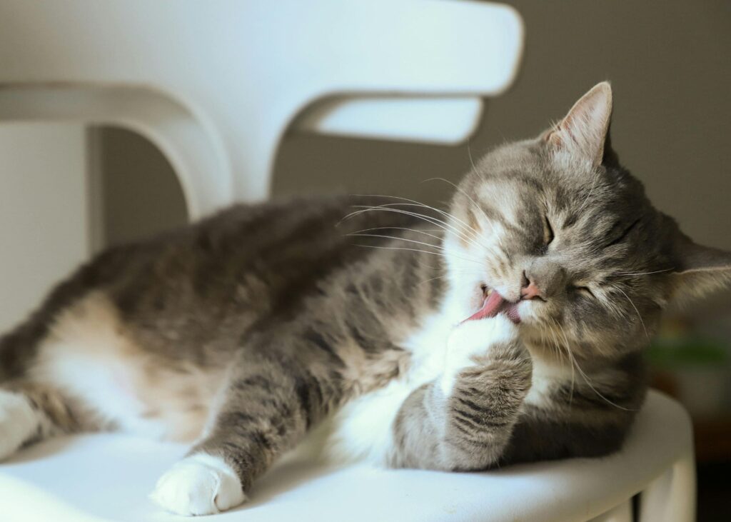 Prevenção de Bolas de pelo em gatos