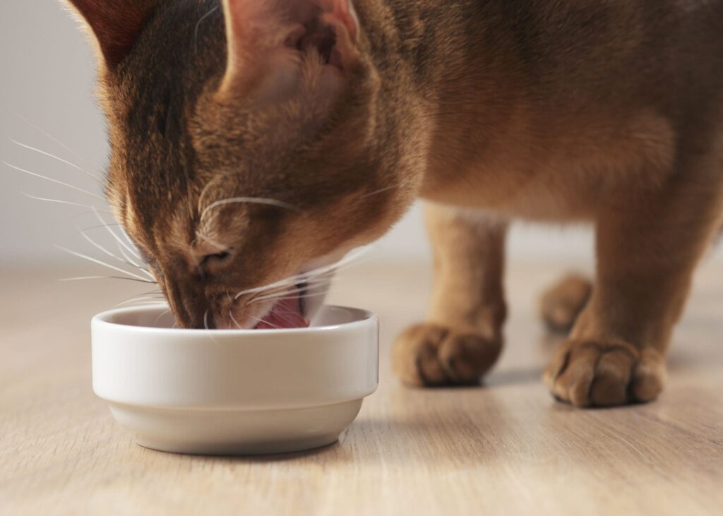 Alimentação natural para gatos